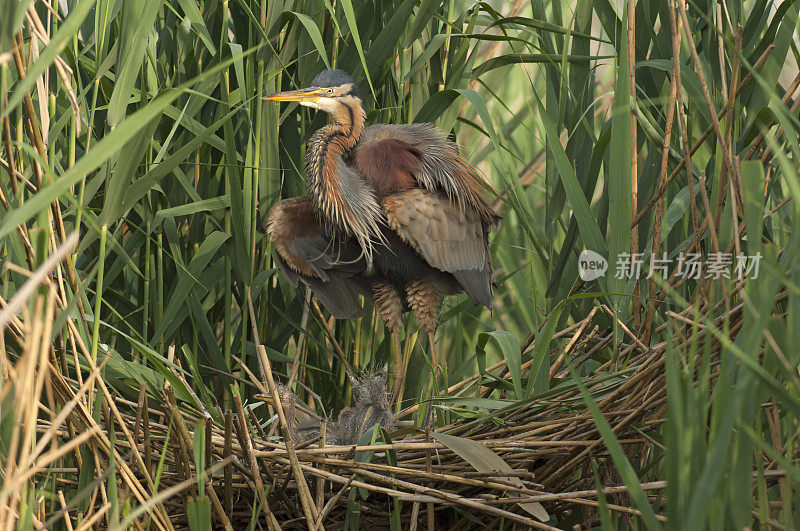 巢中的紫鹭(Ardea purpurea)